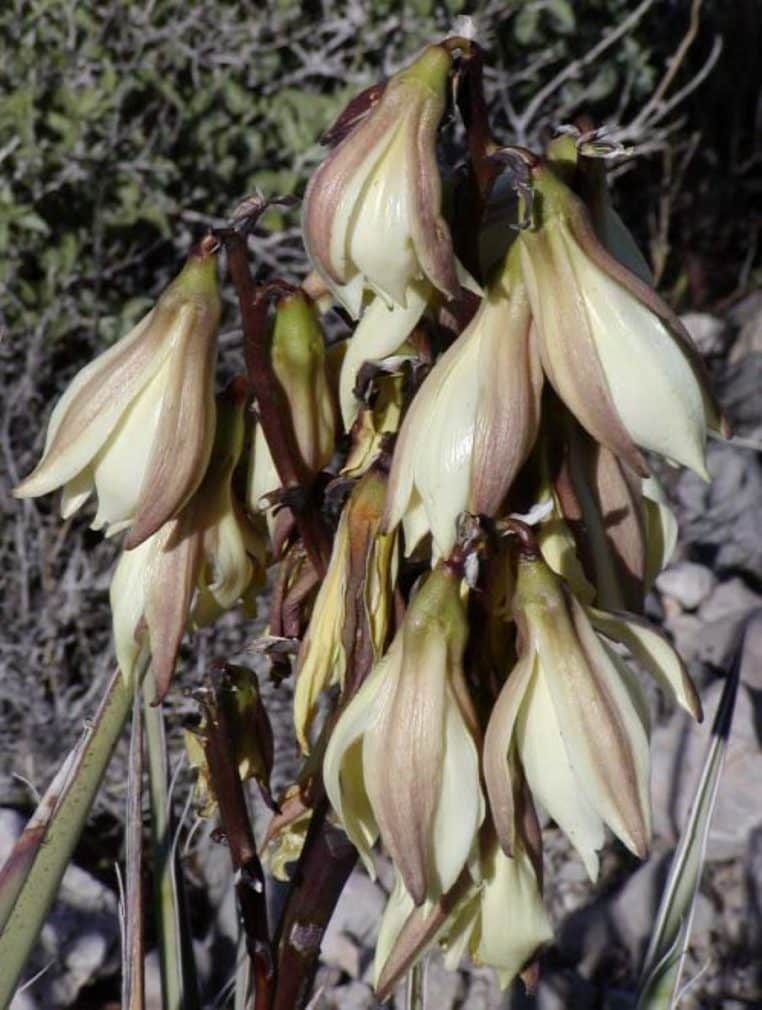 Gros plan sur une rosette de yucca, feuilles rigides vert bleuté aux pointes acérées.