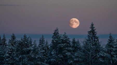 a full moon rising over a forest of trees