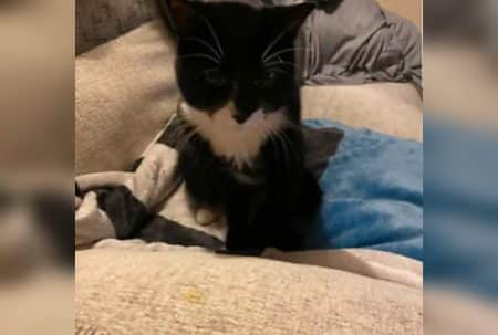 Chat noir et blanc assis sur un lit, regard vers l’objectif, couvertures froissées en arrière-plan, intérieur.
