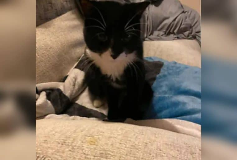 Chat noir et blanc assis sur un lit, regard vers l’objectif, couvertures froissées en arrière-plan, intérieur.