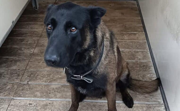 chien policier Dino actu