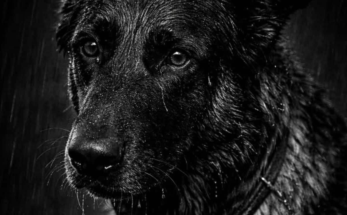 chien policier Dino actu