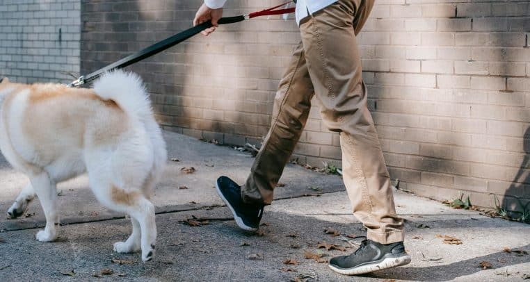 Paris 8 : des chiens électrocutés pendant leur promenade