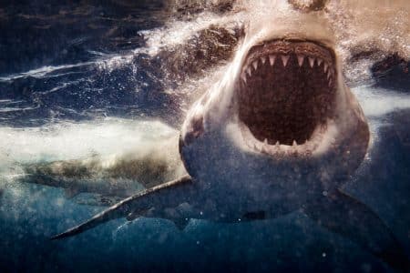 des centaines de marins devorés vivant