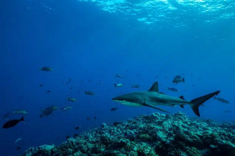 des centaines de marins devorés vivant