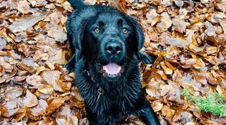 elle annule son mariage pour soigner son chien - copie