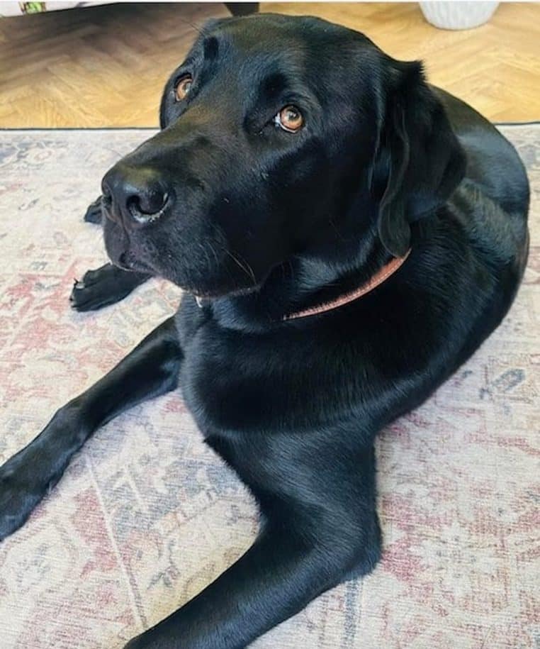 elle annule son mariage pour soigner son chien - copie