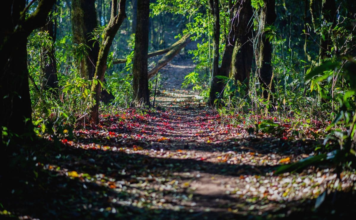 forêt fait divers tombes adolescents