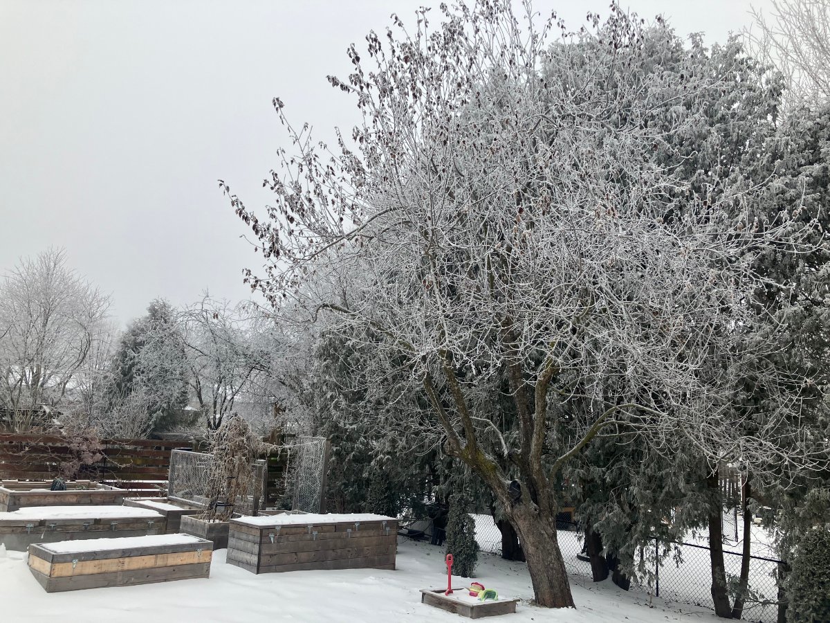 Paysage couvert de givre après une pluie verglaçante.
