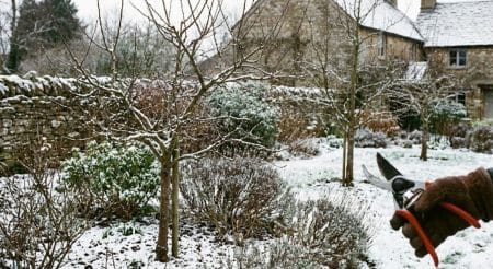 Tailler certaines plantes en hiver
