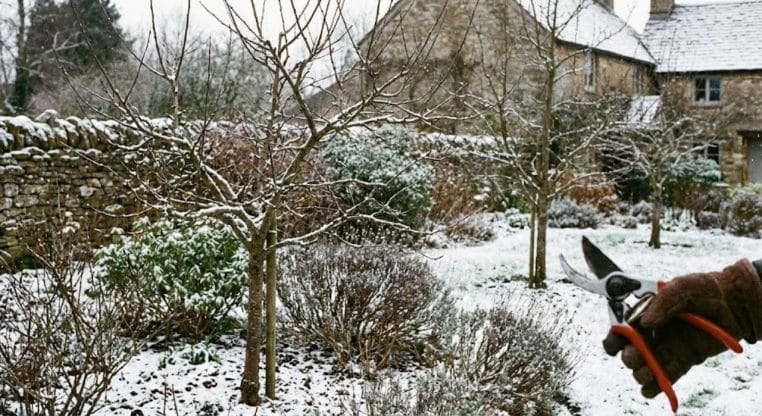Tailler certaines plantes en hiver