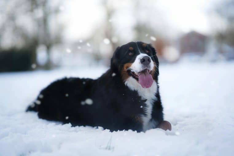 Un chien tombe dans un lac gelé