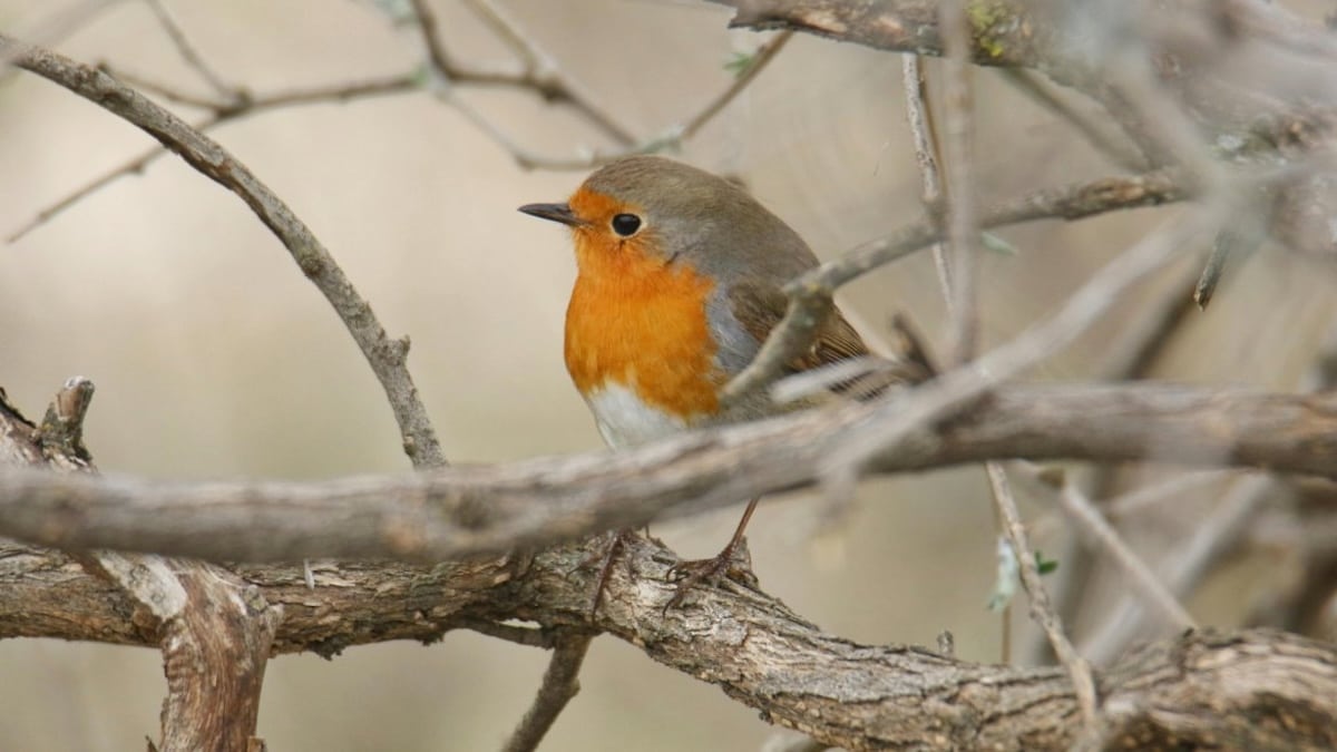 poiseaux jardin graines