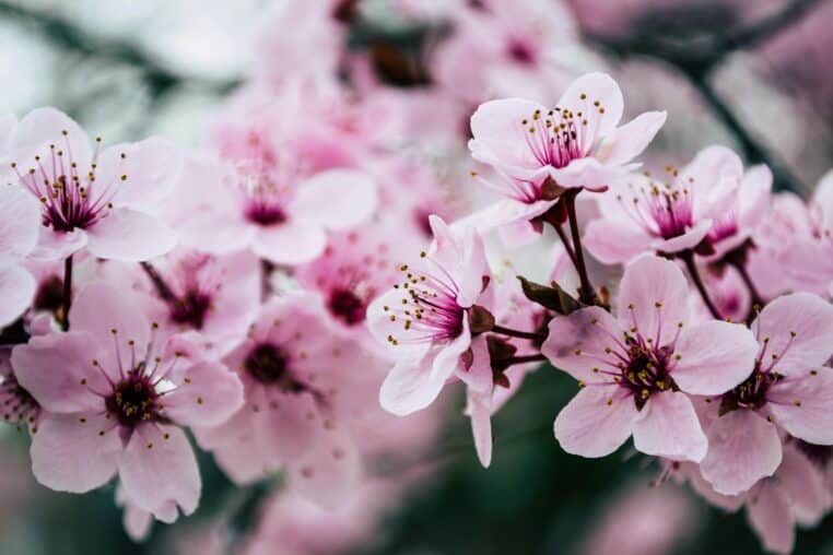 Le printemps arrive-t-il en avance ?