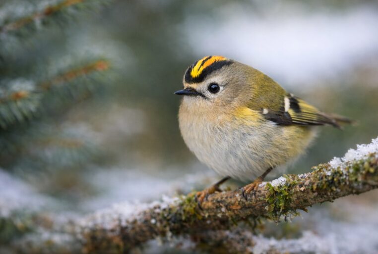 Un roitelet huppé, minuscule “roi” de l’hiver, perché sur une branche givrée.