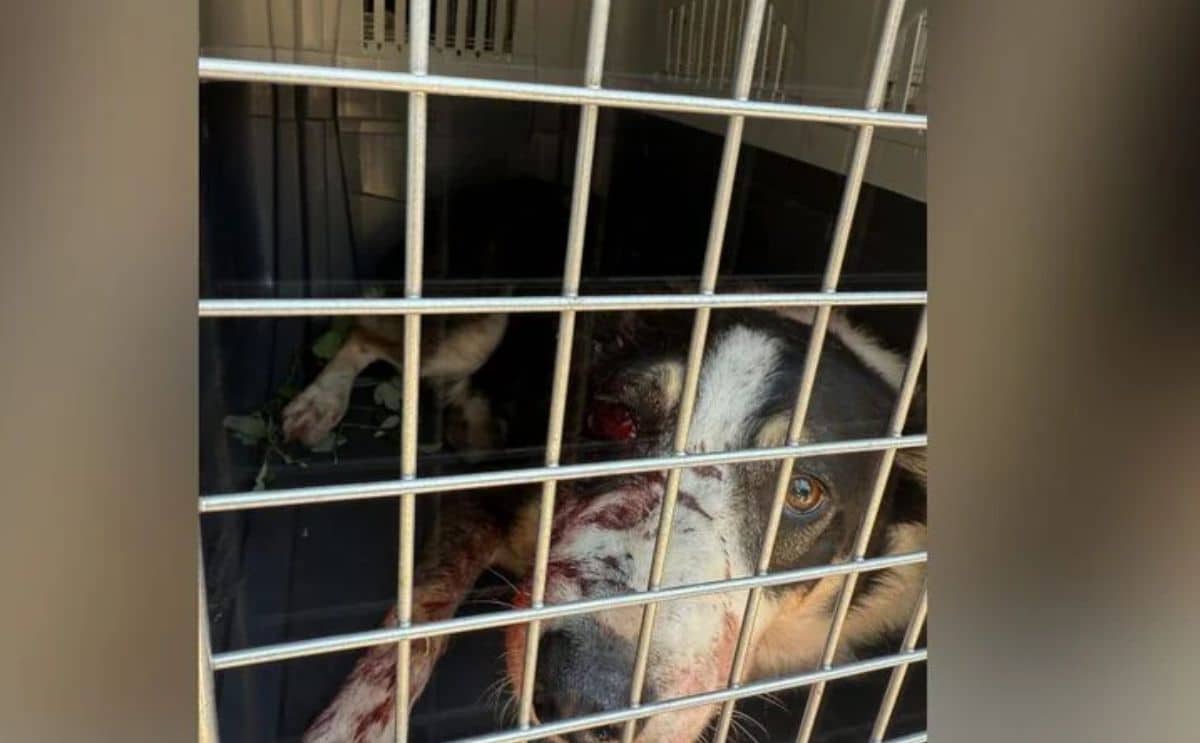 tribunal chien sursis jugement actu