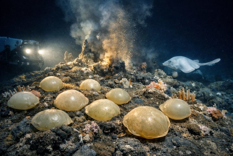 ROV éclairant des œufs géants de raie au sommet d’un volcan sous-marin actif, au large du Canada.