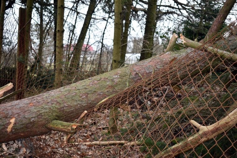 Arbre tombé et grillage tordu après un fort coup de vent, dégâts typiques lors d’une tempête hivernale