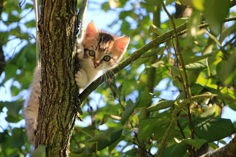 cat, kitten, tree, curious, pet, tabby, nature, feline, animal, domestic, domestic cat, cat portrait, curious cat, mammal