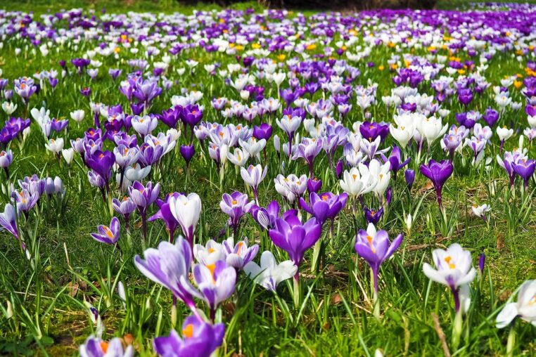 crocus, beautiful flowers, flower, spring, spring flower, blossom, bloom, crocuses, flower background, purple, early bloomer, boo, close up, nature, beginning of spring, garden, spring crocus, purple flower, white, spring awakening, flower wallpaper, grass, green, bloom, meadow, mood, spring fever, spring meadow, flower meadow, signs of spring, flora, plant, blooming, splendid colors, coloured, violet, beautiful, inflorescence