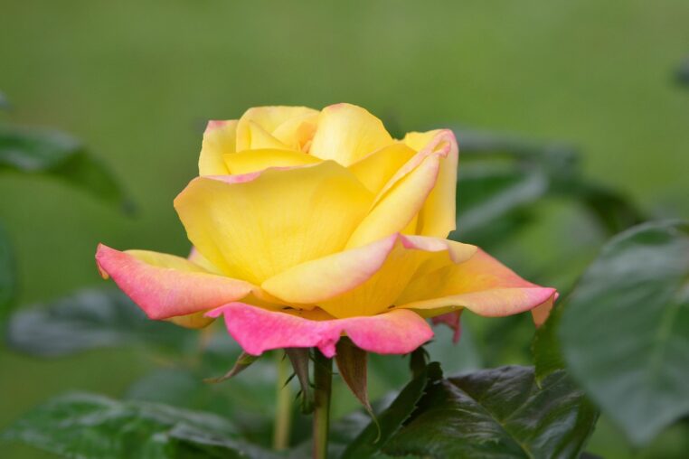 fleur, rose flower, nature, rose, printemps