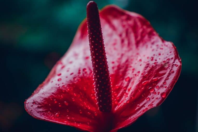 anthurium, nature, flower wallpaper, flower, dew, dewdrops, droplets, red anthurium, flower background, red flower, araceae, pistil, tropical flower, bloom, blossom, plant, decorative, beautiful flowers, elegance, botanical, houseplant, tropical, macro, closeup