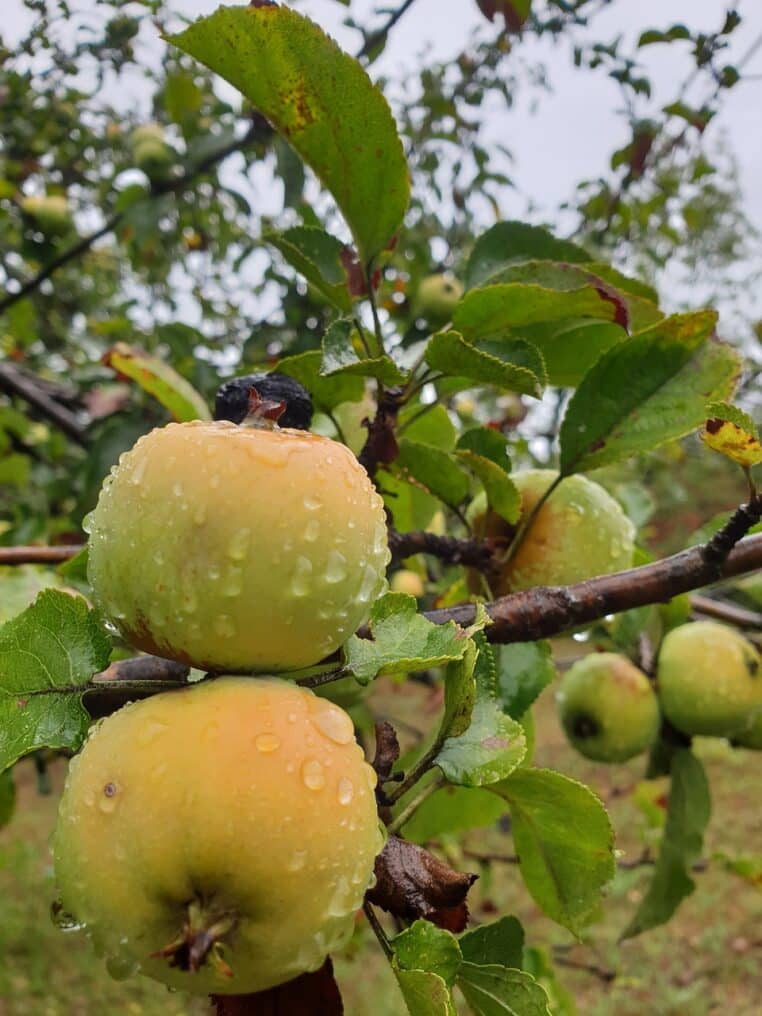 apple, pomme, verte, rain, nature, arbre, fruit, arbre fruitier, tree, photo, vert