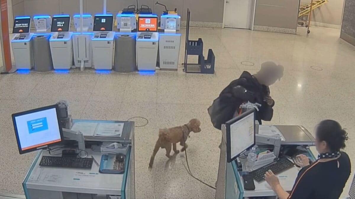 Chien Abandon Aeroport