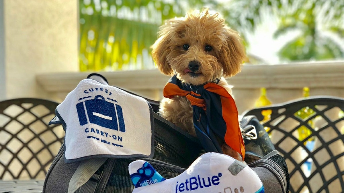 Chien Abandonne JetBlue