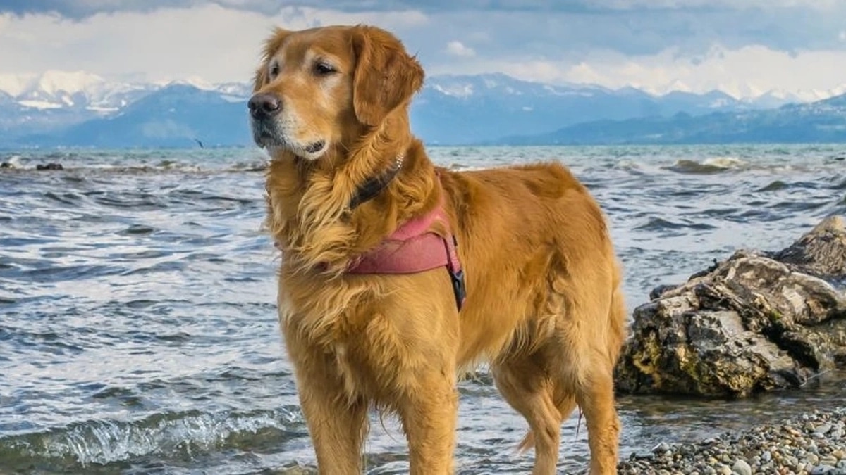 Chien Plage Retrouvailles