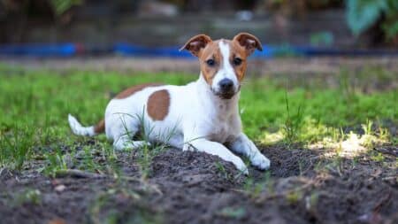 Chienne Sultane Justice