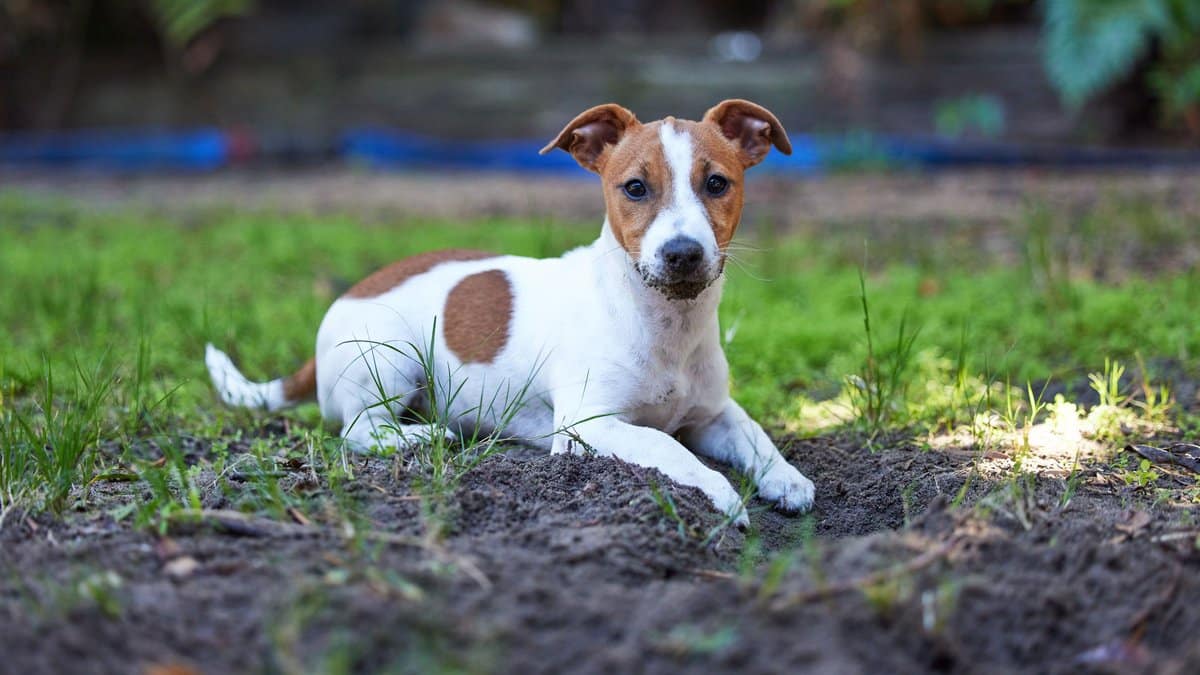 Chienne Sultane Justice