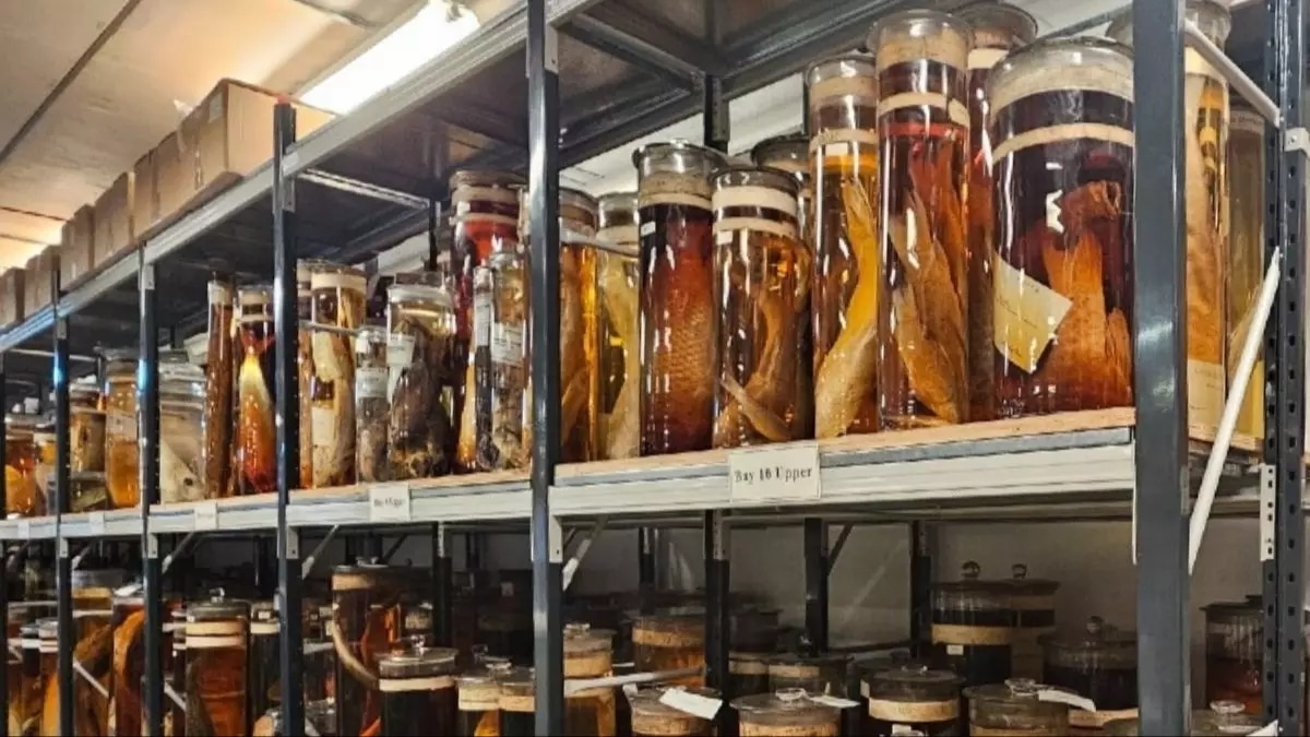 Darwin Bocaux Specimens