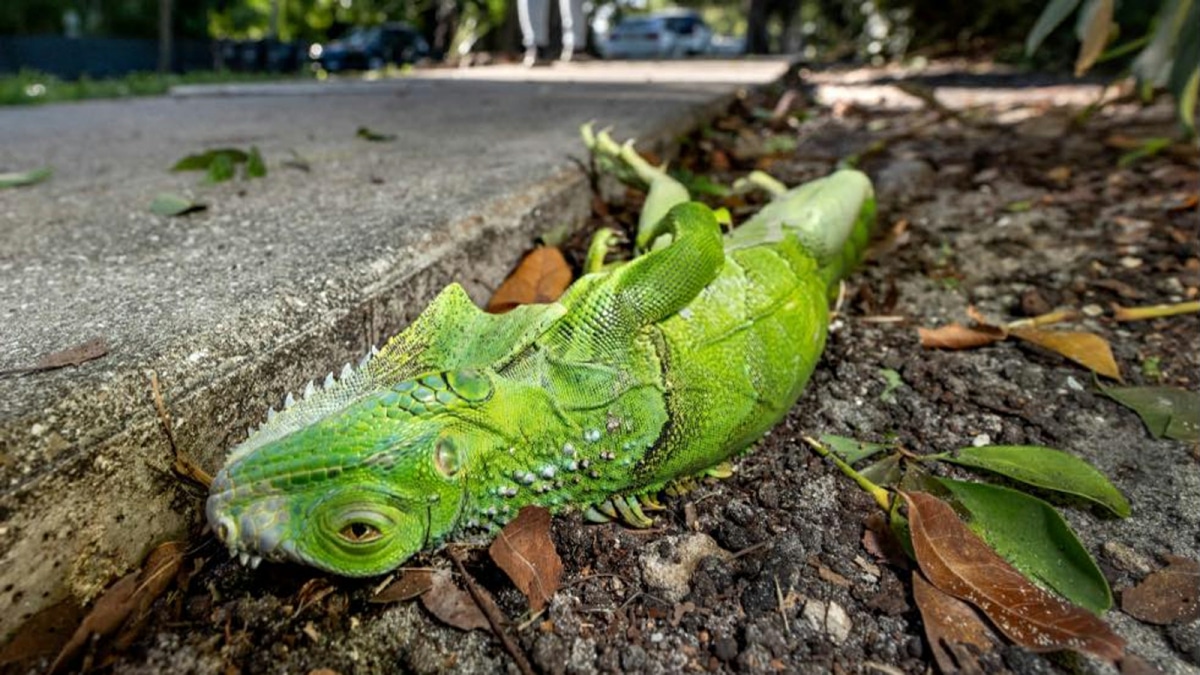 Iguanes Geles Floride