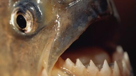 Nageurs Piranhas Attaque