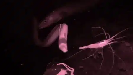 Ocean Creatures Nuit