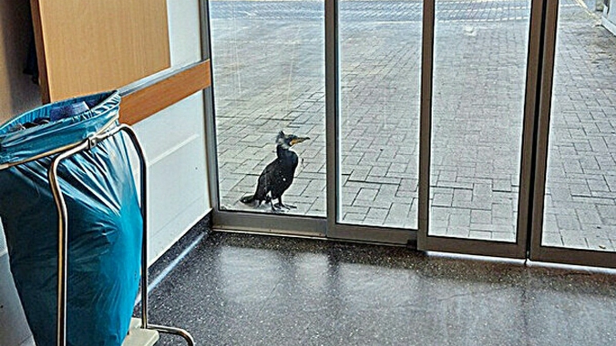 Oiseau Detresse Hopital