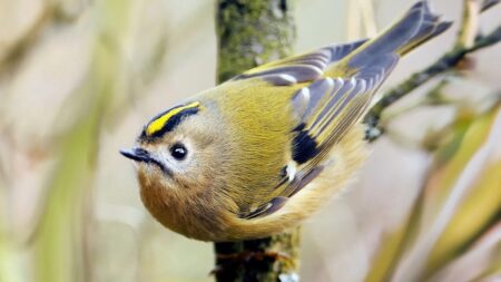 Oiseau Technique Attirer