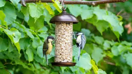 Oiseaux Cycle Naturel