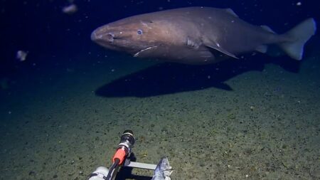Requin-Gigantesque-Antarctique