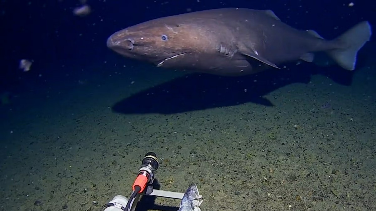Requin-Gigantesque-Antarctique