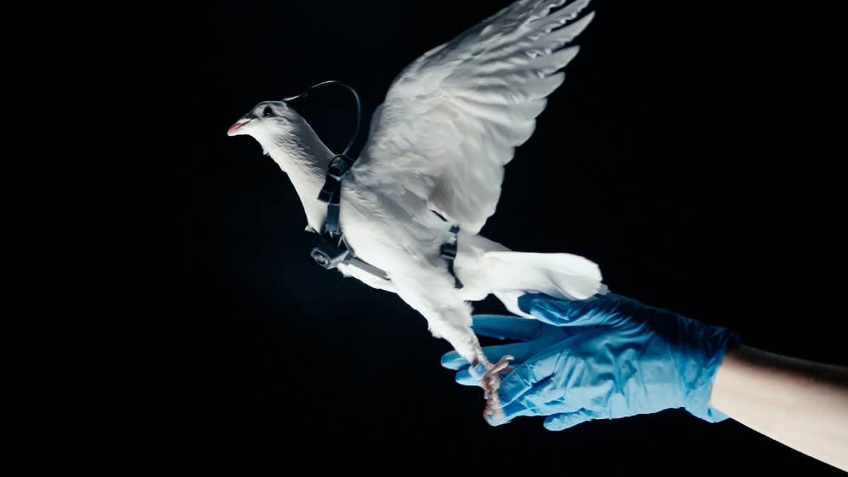 Russie Creature Cyborg