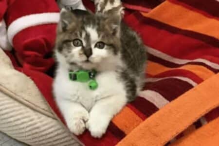Chaton