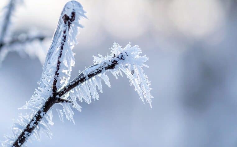 arbre températures info explosé actu