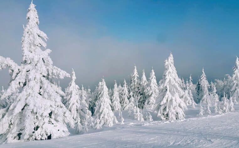 arbre températures info explosé actu