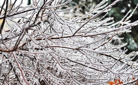 arbre températures info explosé actu