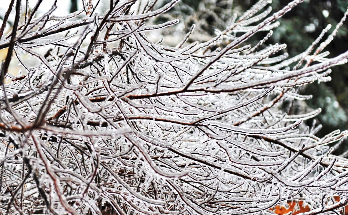 arbre températures info explosé actu