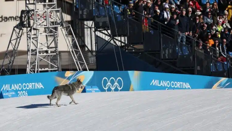JO : un chien-loup s'invite sur la piste