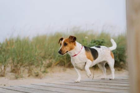 Le dernier souhait d'un chien