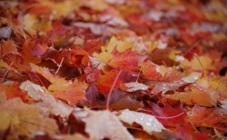 feuilles arbre voisin info